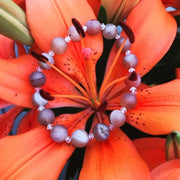 Agate Wellbeing Bracelet
